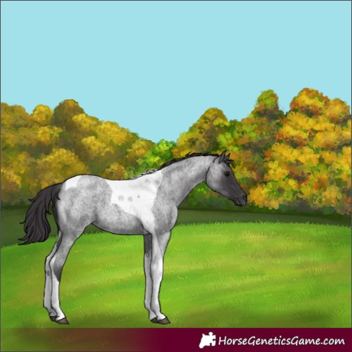 Horse Color:Smoky Blue Roan Tobiano