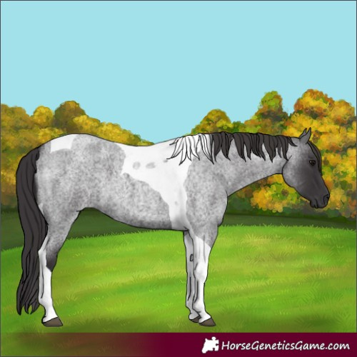 Horse Color:Smoky Blue Roan Tobiano 