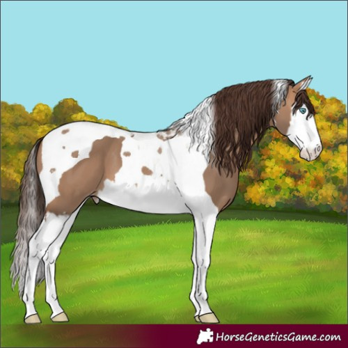 Horse Color:Bay Dun Splash Tobiano Varnish 