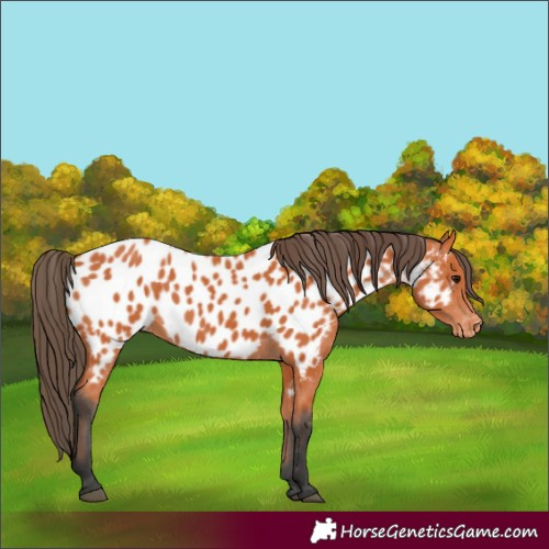 Horse Color:Bay Near Leopard