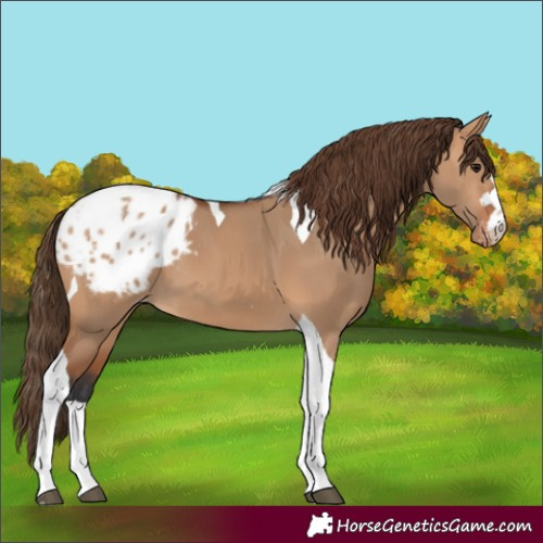 Horse Color:Bay Dun Tobiano Blanket 