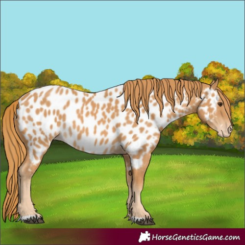 Horse Color:Chestnut Appaloosa 