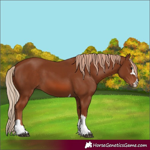 Horse Color:Chestnut 
