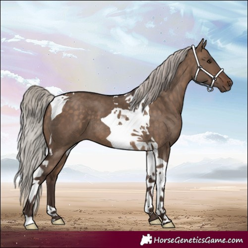 Horse Color:Silver Brown Dun Tobiano 