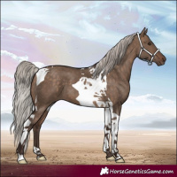 Horse Color:Silver Brown Dun Tobiano 