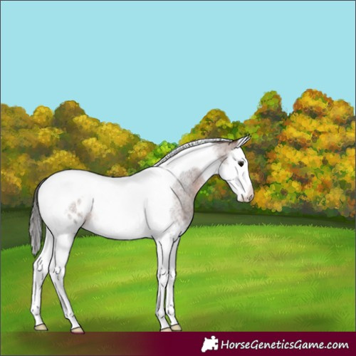 Horse Color:Brown Roan Splash Tobiano Blanket Rabicano 