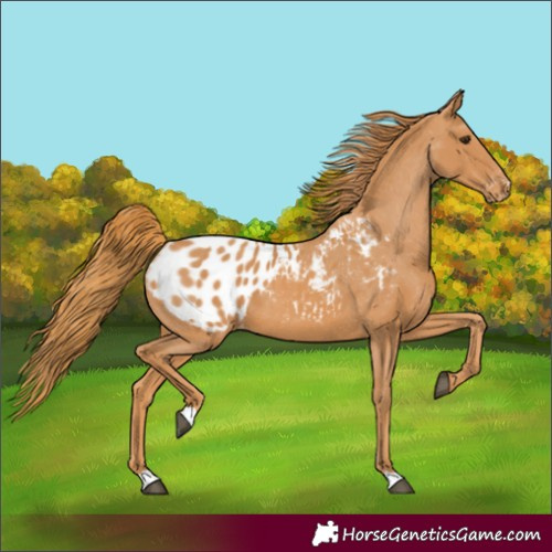 Horse Color:Chestnut Appaloosa