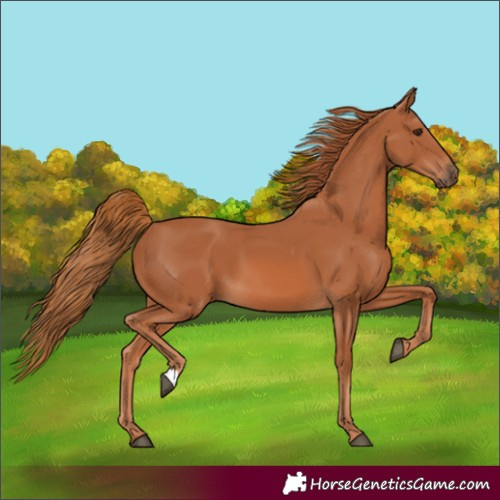 Horse Color:Chestnut 