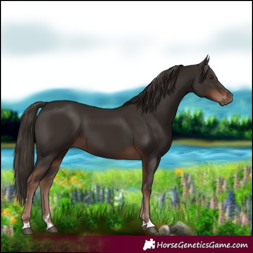 Horse Color:Liver Chestnut