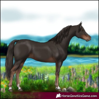 Horse Color:Liver Chestnut 