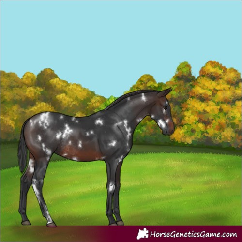 Horse Color:White Spotted Brown Rabicano