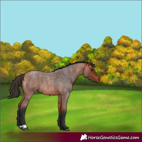 Horse Color:Bay Roan
