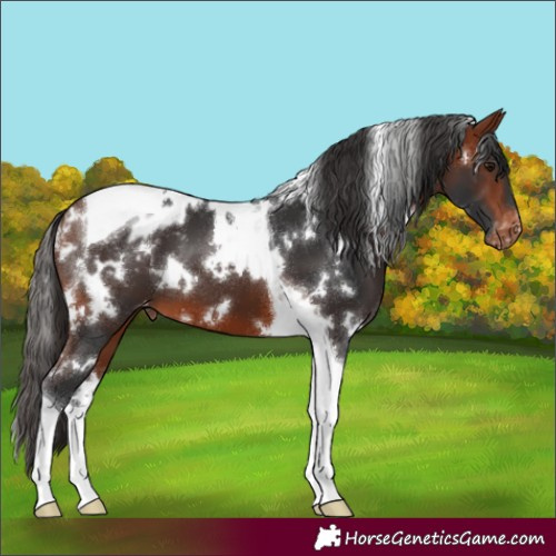 Horse Color:White Spotted Bay Tobiano Appaloosa 