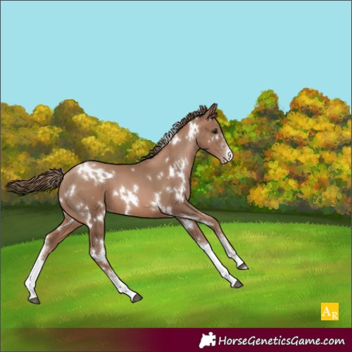 Horse Color:White Spotted Black Pearl Sabino 