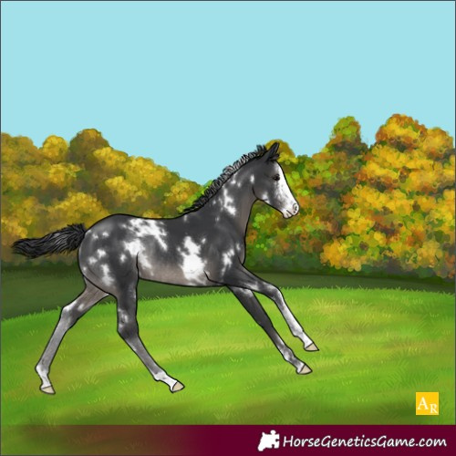 Horse Color:White Spotted Black Sabino Rabicano 