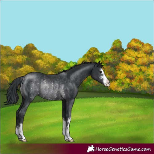 Horse Color:Black Rabicano 