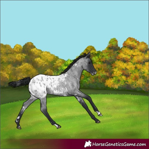 Horse Color:White Spotted Blue Roan Blanket Rabicano 