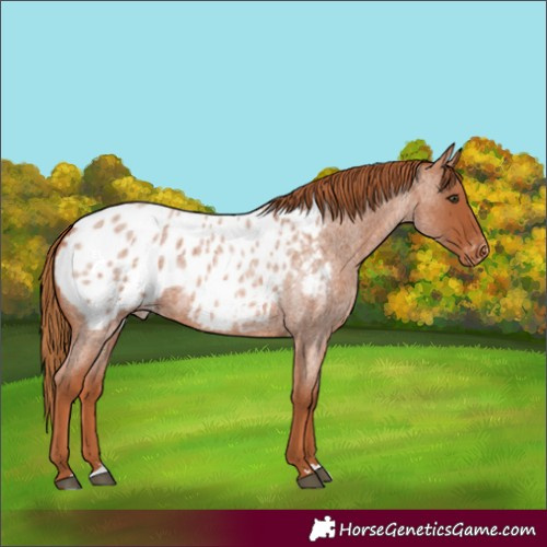 Horse Color:Red Roan Appaloosa Rabicano 