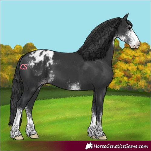 Horse Color:Black Sabino Appaloosa 
