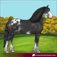 Horse Color:Black Sabino Appaloosa 