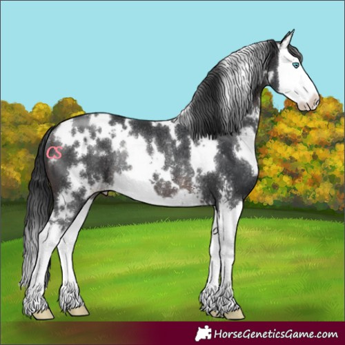 Horse Color:White Spotted Brown Sabino Splash Rabicano 