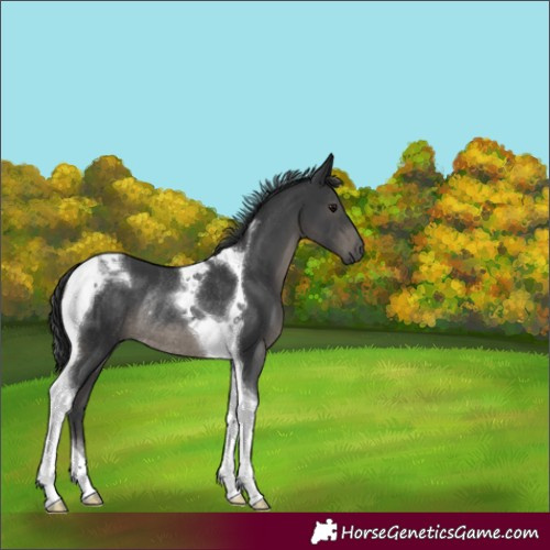 Horse Color:Black Tobiano Rabicano 