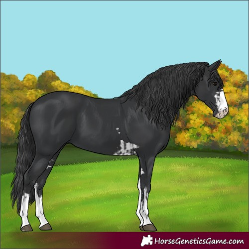 Horse Color:Black  and Black 