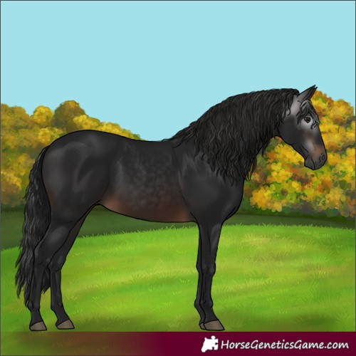 Horse Color:Gray White Spotted Brown 