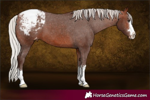 Horse Color:Silver Brown Appaloosa 
