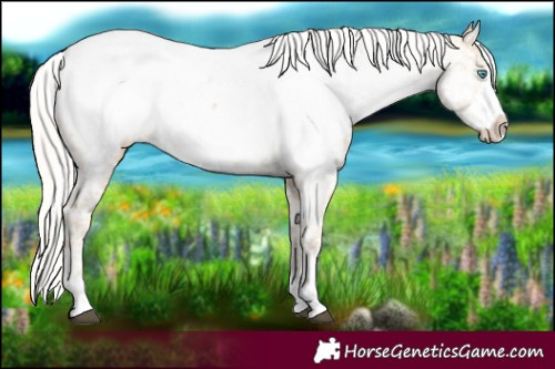 Horse Color:Silver Smoky Black Snowdrop Sabino Near Fewspot