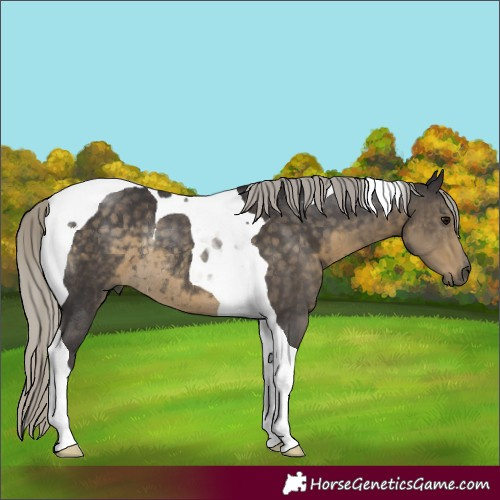 Horse Color:Silver Smoky Black Tobiano Rabicano 