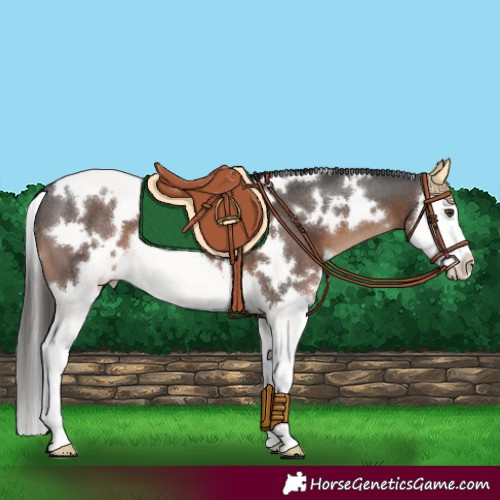 Horse Color:White Spotted Liver Chestnut Splash 