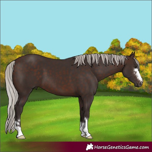 Horse Color:Silver Brown