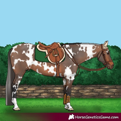 Horse Color:White Spotted Bay 