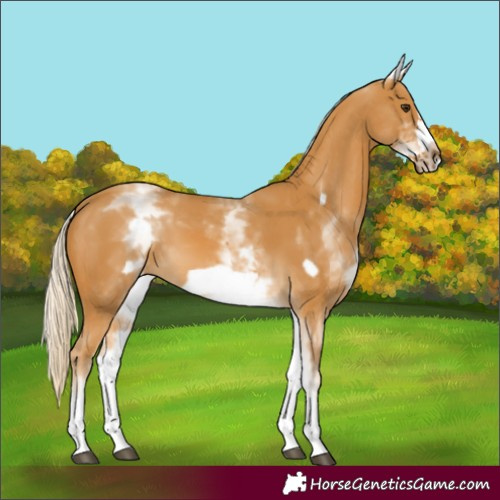 Horse Color:White Spotted Palomino Frame 