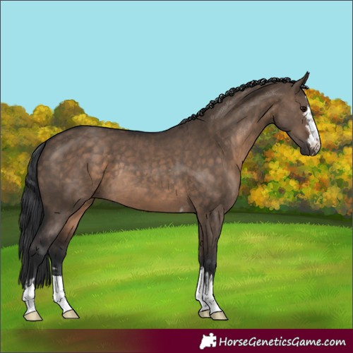 Horse Color:Brown Dun  and Brown Dun Rabicano 
