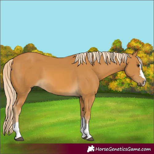 Horse Color:Palomino 