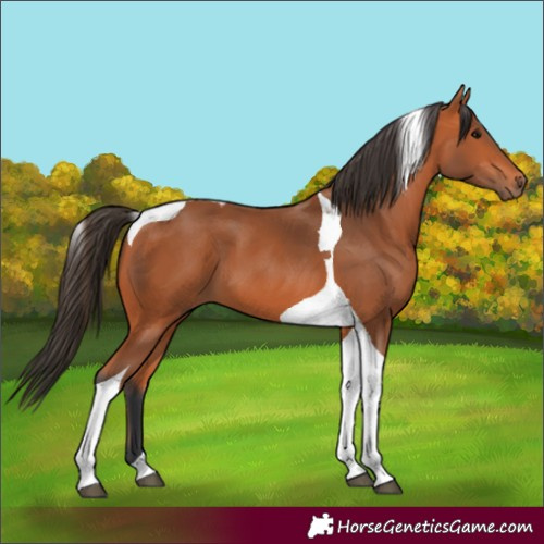 Horse Color:Bay Tobiano