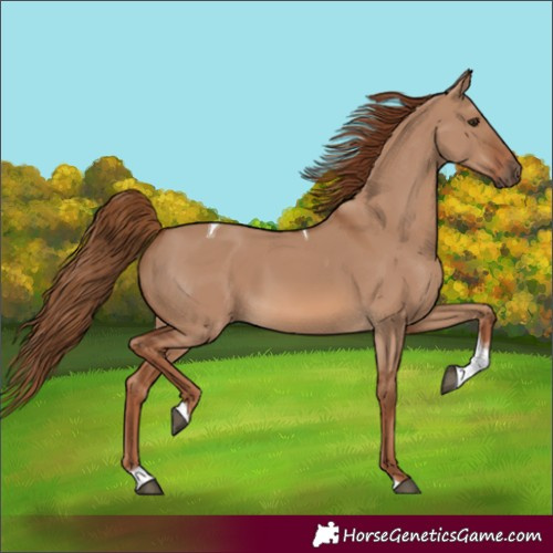 Horse Color:Red Dun Tobiano