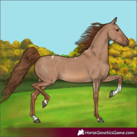 Horse Color:Red Dun Tobiano