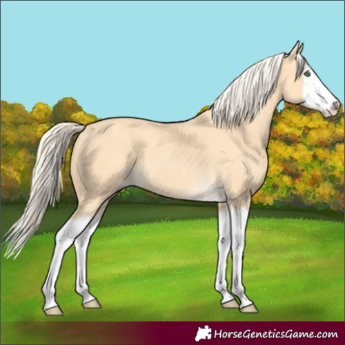 Horse Color:Gold Cream Champagne Splash 