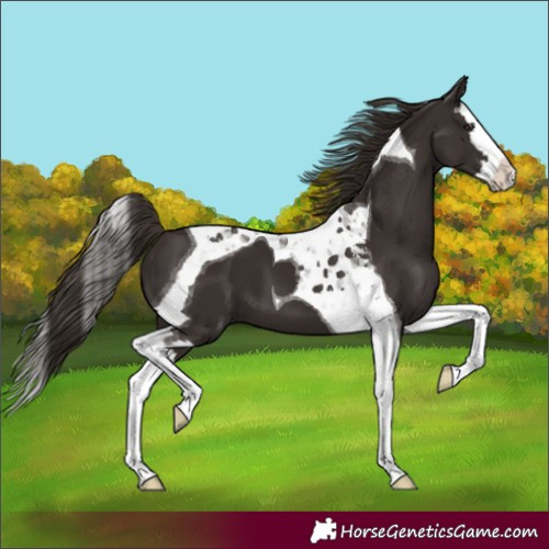 Horse Color:Liver Chestnut Splash Tobiano 