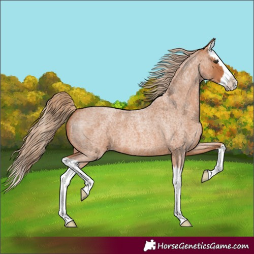Horse Color:Red Roan Splash 