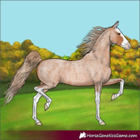 Horse Color:Red Roan Splash 