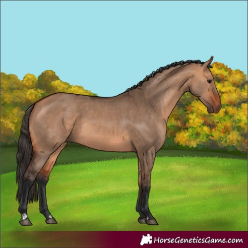 Horse Color:Bay Dun  and Bay Dun 
