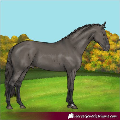 Horse Color:Grullo Appaloosa 