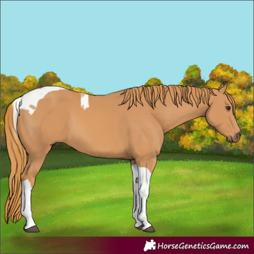Horse Color:Chestnut Tobiano 