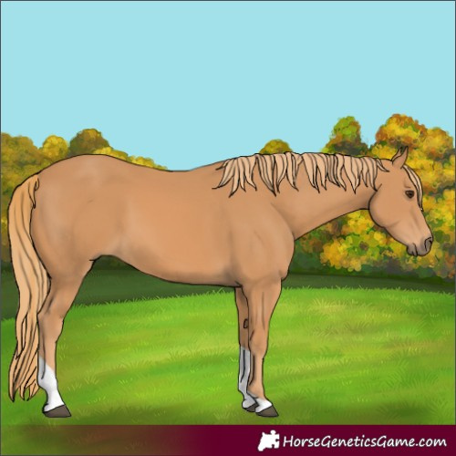 Horse Color:Chestnut Tobiano 