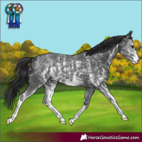 Horse Color:Black Ice Sabino