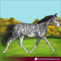 Horse Color:Black Ice Sabino 
